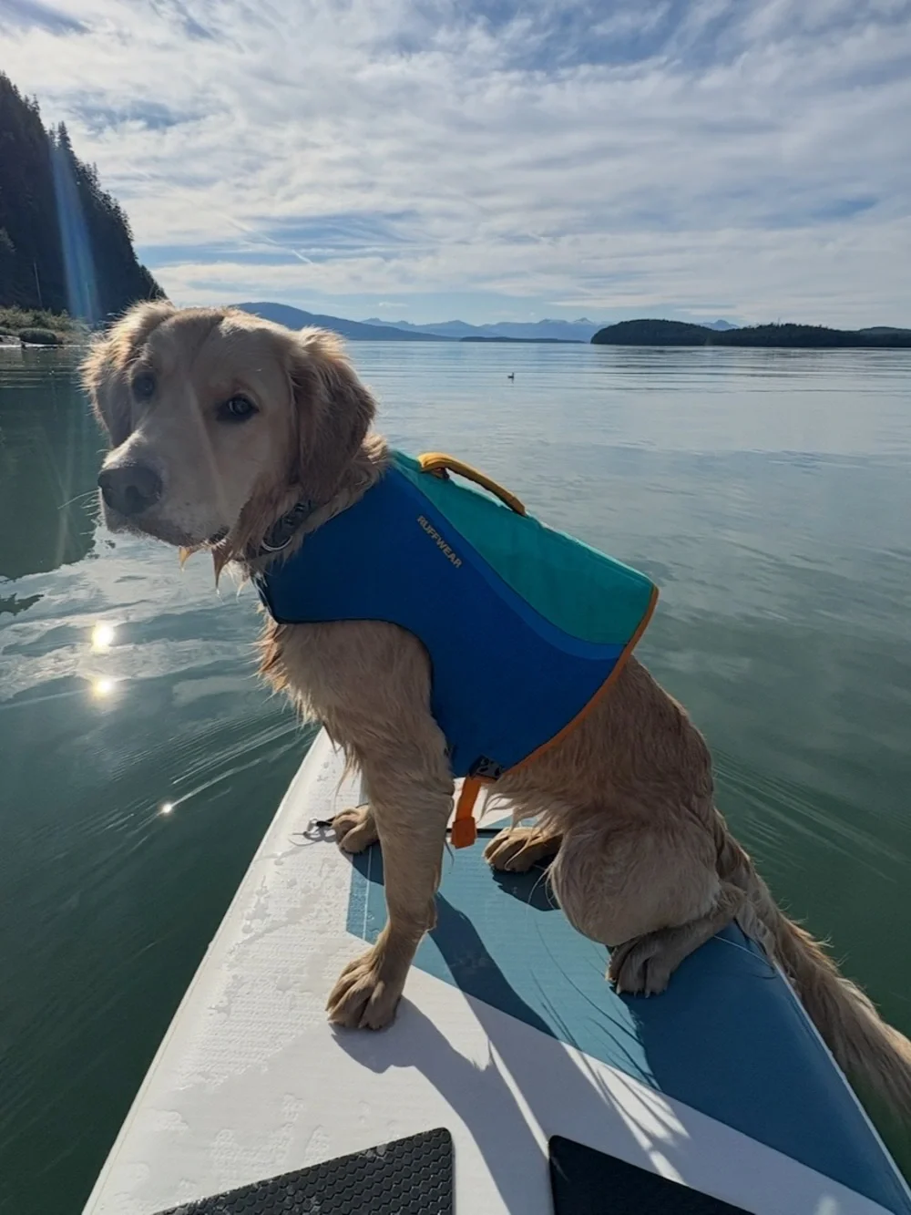ruffwear blue dog pfd, size m